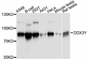 Western blot analysis of extracts of various cell lines, using DDX3Y antibody. (DDX3Y Antikörper  (AA 1-210))