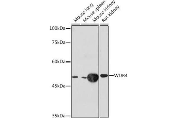 WDR4 Antikörper