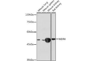Western blot analysis of extracts of various cell lines, using WDR4 Rabbit mAb (ABIN7271355) at 1:1000 dilution. (WDR4 Antikörper)