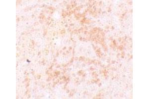 Immunohistochemical staining of rat spleen cells with HVCN1 polyclonal antibody  at 5 ug/mL. (HVCN1 Antikörper  (C-Term))