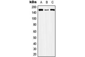 Western blot analysis of CIC expression in HEK293T (A), Raw264. (CIC Antikörper  (Center))