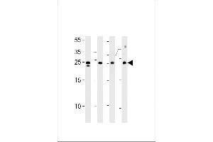 TSN Antibody (Center) (ABIN656310 and ABIN2845612) western blot analysis in HL-60,Jurkat,K562 cell line mouse spleen tissue lysates (35 μg/lane). (Translin Antikörper  (AA 109-138))