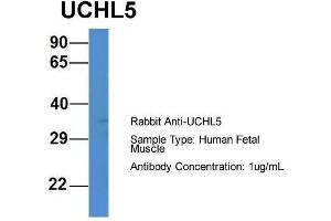 Host: Rabbit  Target Name: UCHL5  Sample Tissue: Human Fetal Muscle  Antibody Dilution: 1. (UCHL5 Antikörper  (C-Term))