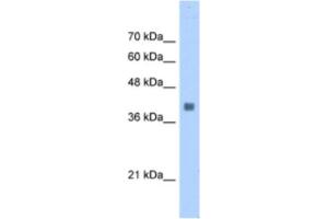 Western Blotting (WB) image for anti-Aldolase A, Fructose-Bisphosphate (ALDOA) antibody (ABIN2463134) (ALDOA Antikörper)