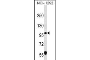 PION Antibody (C-term) (ABIN656412 and ABIN2845706) western blot analysis in NCI- cell line lysates (35 μg/lane). (GSAP Antikörper  (C-Term))