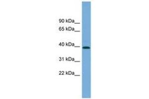 Image no. 1 for anti-Pleckstrin Homology Domain Containing, Family A (phosphoinositide Binding Specific) Member 1 (PLEKHA1) (AA 107-156) antibody (ABIN6744206) (PLEKHA1 Antikörper  (AA 107-156))