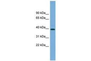 Image no. 1 for anti-Pleckstrin Homology Domain Containing, Family A (phosphoinositide Binding Specific) Member 1 (PLEKHA1) (AA 107-156) antibody (ABIN6744206)