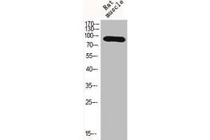 Western Blot analysis of RAT-MUSCLE cells using HIF-1β Polyclonal Antibody (ARNT Antikörper  (N-Term))