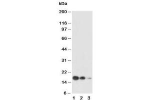 Western blot testing of SCF antibody and Lane 1:  recombinant human protein 10ng