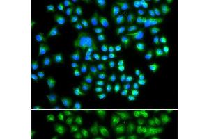 Immunofluorescence analysis of A549 cells using PRKACG Polyclonal Antibody (PRKACG Antikörper)