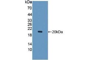 anti-H6 Tag antibody