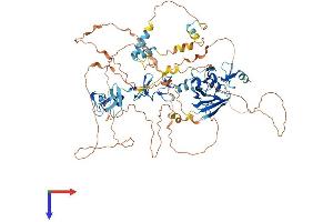 LIM Domain Binding 3 Protein Protein (AA 1-723) (His tag)