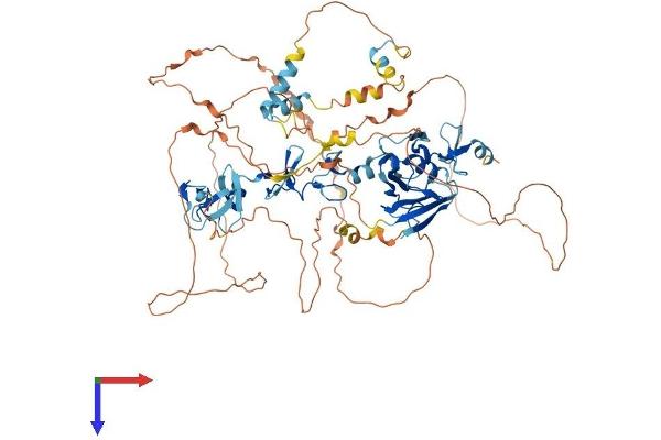 LIM Domain Binding 3 Protein Protein (AA 1-723) (His tag)