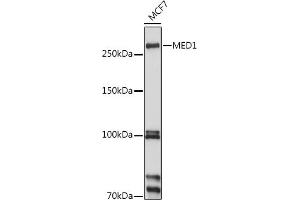 Western blot analysis of extracts of MCF7 cells, using MED1 antibody (ABIN3022447, ABIN3022448, ABIN3022449, ABIN1513196 and ABIN6218824) at 1:1000 dilution. (MED1 Antikörper  (AA 1-300))