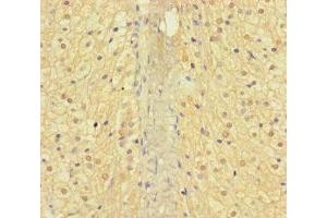 Immunohistochemistry (IHC) image for anti-Adaptor-Related Protein Complex 3, mu 2 Subunit (AP3M2) (AA 1-273) antibody (ABIN7144378)