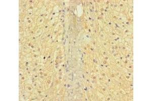Immunohistochemistry of paraffin-embedded human adrenal gland tissue using ABIN7144378 at dilution of 1:100 (AP3M2 Antikörper  (AA 1-273))