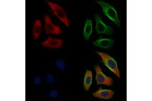 ABIN6257638 and ABIN6274781 staining Hela cells by IF/ICC. (RPL36 Antikörper  (C-Term))