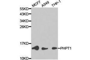 Western Blotting (WB) image for anti-phosphohistidine Phosphatase 1 (PHPT1) antibody (ABIN1874121)
