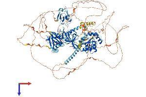 TJP2 Protein (AA 1-1190) (His tag)