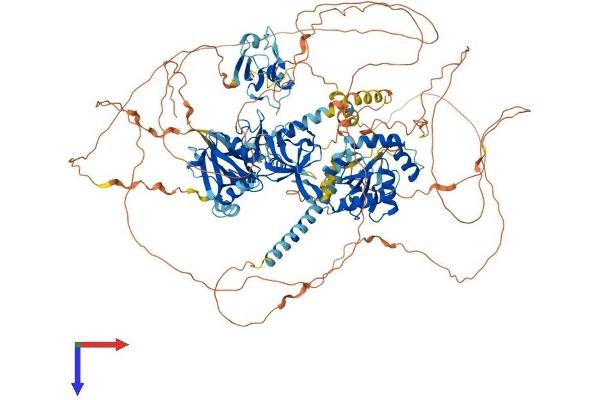 TJP2 Protein (AA 1-1190) (His tag)
