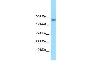 WB Suggested Anti-IFIT1 Antibody Titration: 1. (IFIT1 Antikörper  (C-Term))