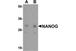 Western blot analysis of NANOG in human spleen tissue lysate with NANOG antibody at (A) 1 and (B) 2 μg/ml. (Nanog Antikörper  (Center))