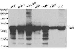 Western blot analysis of extracts of various cell lines, using ENO1 antibody. (ENO1 Antikörper  (AA 1-434))