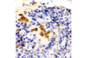 Anti-FLI1 antibody, IHC(P) IHC(P): Rat Spleen Tissue