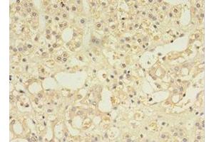 Immunohistochemistry of paraffin-embedded human adrenal gland tissue using ABIN7146032 at dilution of 1:100 (MYCBP Antikörper  (AA 2-103))