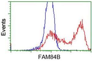 HEK293T cells transfected with either RC207996 overexpress plasmid (Red) or empty vector control plasmid (Blue) were immunostained by anti-FAM84B antibody (ABIN2453034), and then analyzed by flow cytometry. (FAM84B Antikörper)