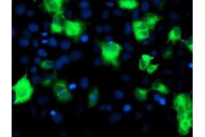 Image no. 4 for anti-ATG3 Autophagy Related 3 (ATG3) antibody (ABIN1496761)