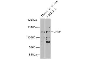 Western blot analysis of extracts of various cell lines, using GRM4 antibody (ABIN6128231, ABIN6141425, ABIN6141426 and ABIN6223112) at 1:1000 dilution. (Metabotropic Glutamate Receptor 4 Antikörper  (AA 33-290))