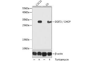 Western blot analysis of extracts of various cell lines using DDIT3 / CHOP Polyclonal Antibody at dilution of 1:1000. (DDIT3 Antikörper)