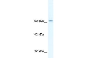Human HepG2; WB Suggested Anti-TLE3 Antibody Titration: 2. (TLE3 Antikörper  (N-Term))