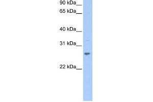 CRISP1 antibody used at 1 ug/ml to detect target protein. (CRISP1 Antikörper  (N-Term))