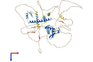 FOXP4 Protein (AA 1-680) (His tag)