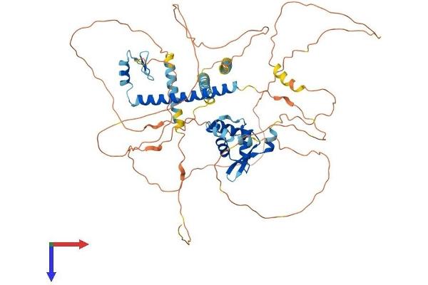 FOXP4 Protein (AA 1-680) (His tag)