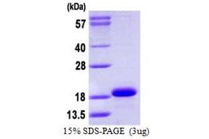 SDS-PAGE (SDS) image for Cytochrome B5 Type A (Microsomal) (CYB5A) (AA 1-108) protein (His tag) (ABIN667530)