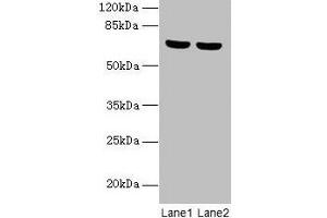 Western blot All lanes: SYTL3 antibody at 5 μg/mL Lane 1: A549 whole cell lysate Lane 2: THP-1 whole cell lysate Secondary Goat polyclonal to rabbit IgG at 1/10000 dilution Predicted band size: 69, 61 kDa Observed band size: 69 kDa (SYTL3 Antikörper  (AA 1-300))