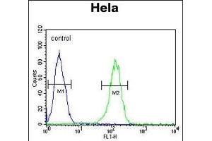 TME Antibody (N-term) (ABIN654026 and ABIN2843945) flow cytometric analysis of Hela cells (right histogram) compared to a negative control cell (left histogram). (TMEM214 Antikörper  (N-Term))