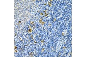 Immunohistochemistry (IHC) image for anti-Glutaredoxin 1 (GRX1) (AA 1-106) antibody (ABIN6141147)