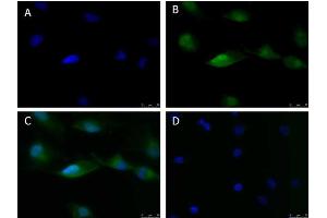Immunofluorescence of Anti-ATF6 (RABBIT) Antibody Immunofluorescence Microscopy of Rabbit anti-ATF6 antibody. (ATF6 Antikörper  (N-Term))