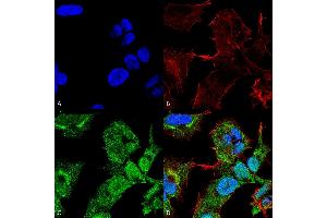 Immunocytochemistry/Immunofluorescence analysis using Rabbit Anti-GABARAPL2 Polyclonal Antibody .