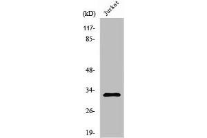 Western Blot analysis of K562 cells using Neuralized-2 Polyclonal Antibody (NEURL2 Antikörper  (Internal Region))