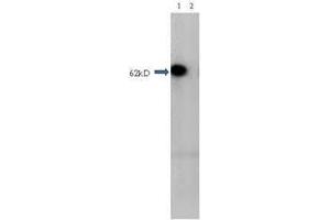 Western Blot of Rabbit Anti-HDAC1 antibody. (HDAC1 Antikörper  (Internal Region))