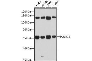 Western blot analysis of extracts of various cell lines, using POLR1E antibody (ABIN6131099, ABIN6145912, ABIN6145913 and ABIN6216434) at 1:3000 dilution. (POLR1E Antikörper  (AA 1-419))