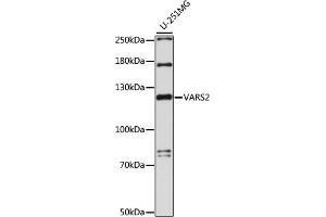 Western blot analysis of extracts of U-251MG cells, using V antibody (ABIN7271286) at 1:1000 dilution.