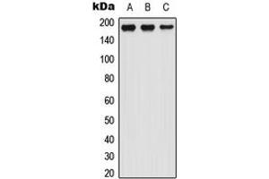 Western blot analysis of LTBP1 expression in HEK293T (A), Raw264. (LTBP1 Antikörper  (N-Term))