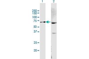 Western Blot analysis of ABCB9 expression in transfected 293T cell line by ABCB9 MaxPab polyclonal antibody. (ABCB9 Antikörper  (AA 1-596))