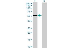 Western Blot analysis of SNX15 expression in transfected 293T cell line by SNX15 MaxPab polyclonal antibody. (SNX15 Antikörper  (AA 1-342))